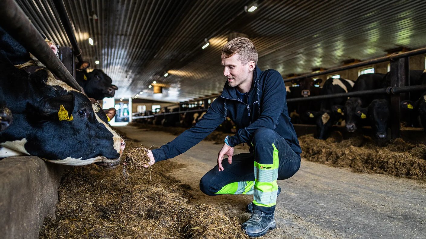 Nuori karjatilallinen syöttää navetassa naudalle rehua